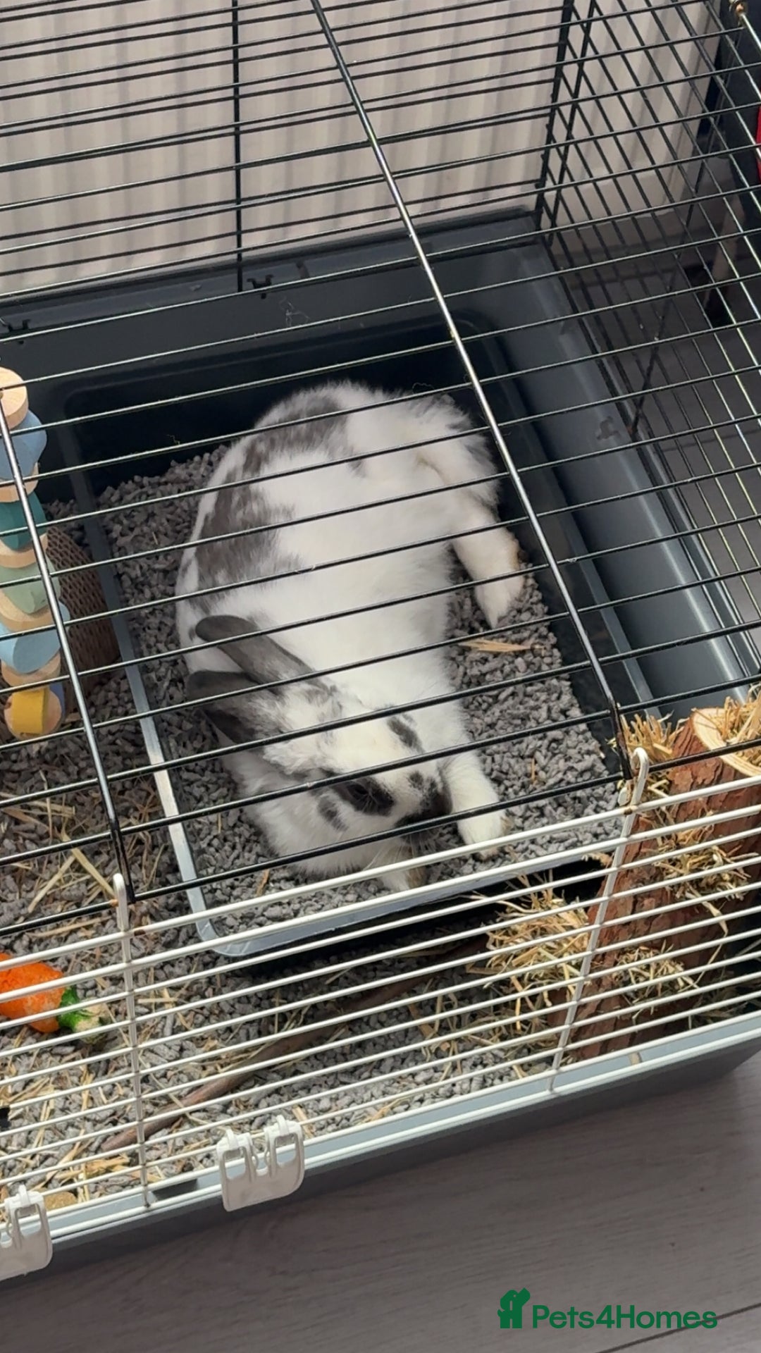 Mixed Breed rabbits for sale: Lovely cuddly bunny - Image 14