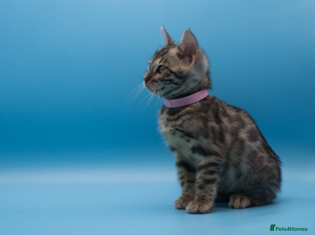 Bengal cats for sale: Beautiful TICA Registered Bengal Kittens - Advert 17