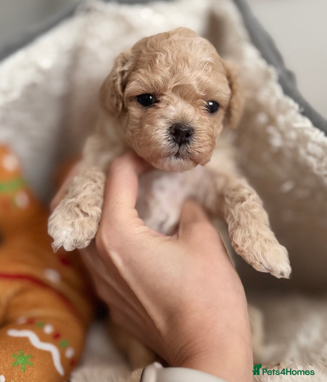 Maltipoo dogs for sale: ✨One in a Million Asian/Korean Maltipoo Girls✨ - Advert 12