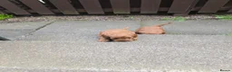 Cavapoo dogs for sale: Cavapoo Puppies for Sale - Advert 10