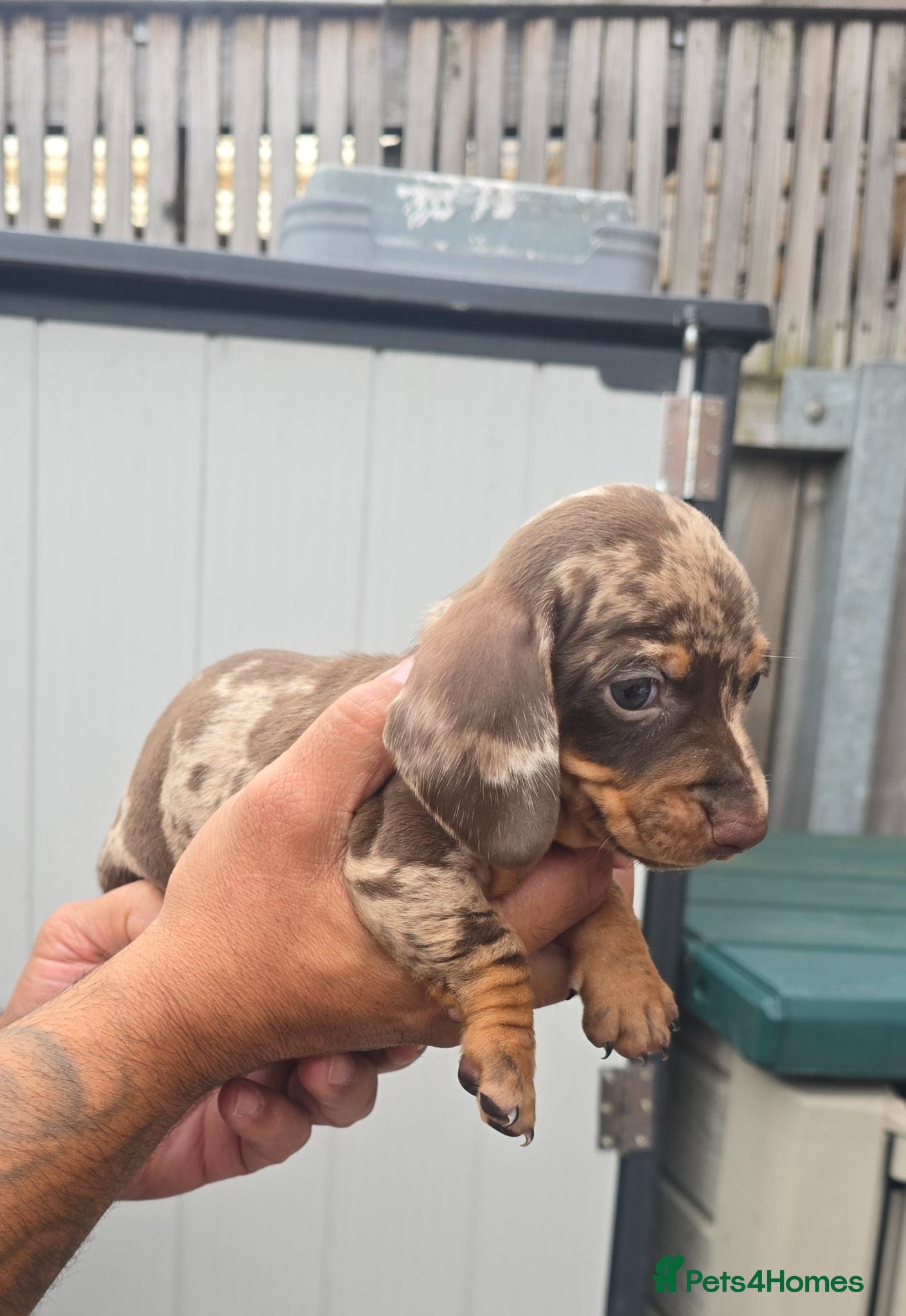 Dachshund dogs 5 mini daschund puppies are looking for home - Advert 2