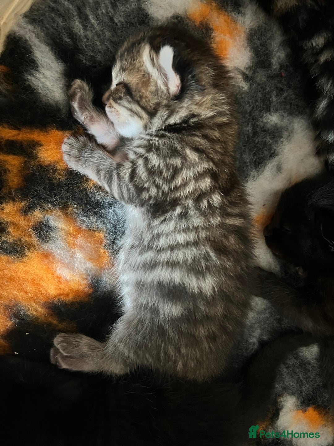 Domestic Shorthair cats for sale: 6 beautiful kittens for sale. - Image 15