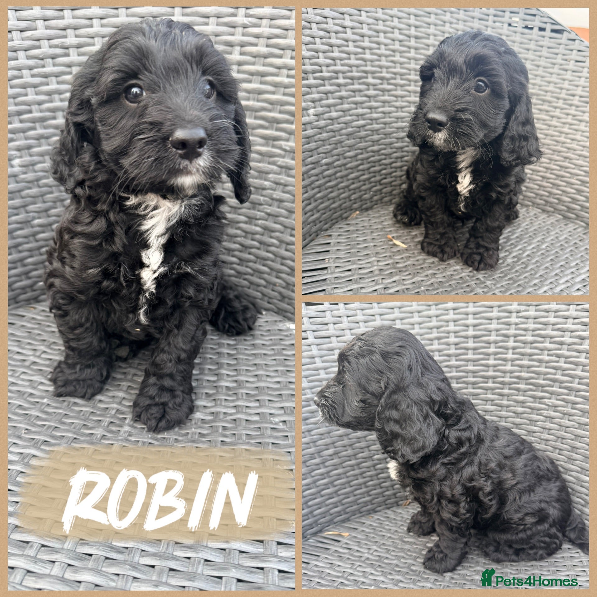 Cockapoo dogs ⭐️Beautiful F1 Cockapoo Puppies⭐️ - Advert 2