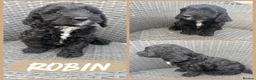 Cockapoo dogs for sale: ⭐️Beautiful F1 Cockapoo Puppies⭐️ - Advert 2