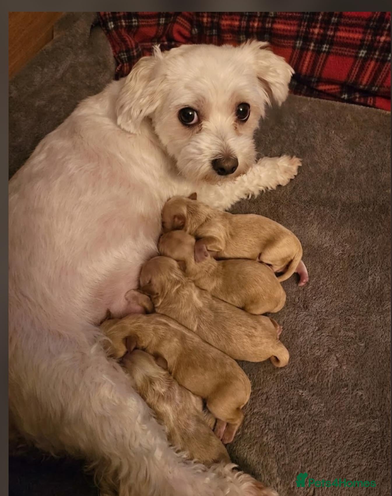 Maltipoo dogs Lovely Maltipoo looking for a forever home. 🏡 💛 - Advert 2