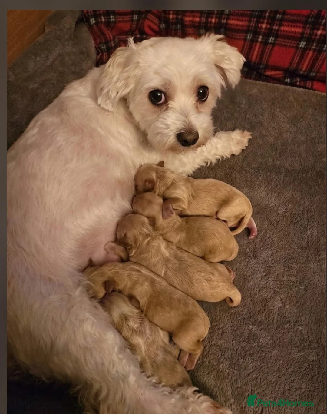Maltipoo dogs for sale: Lovely Maltipoo looking for a forever home. 🏡 💛 - Advert 7