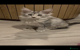 Maine Coon cats for sale: Maine coon polydactyl kittens DNA clear  - Image 21