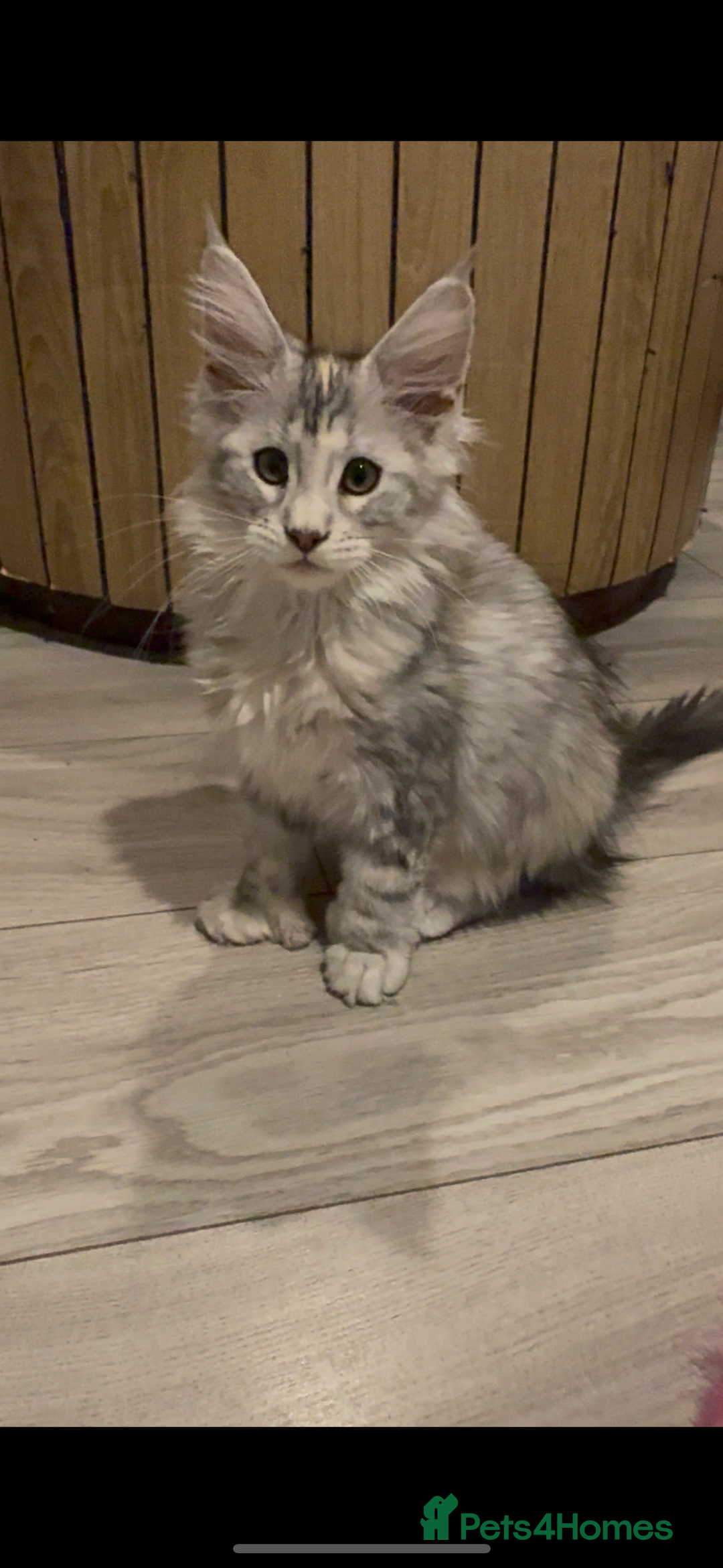Maine Coon cats for sale: Maine coon polydactyl kittens DNA clear  - Image 21