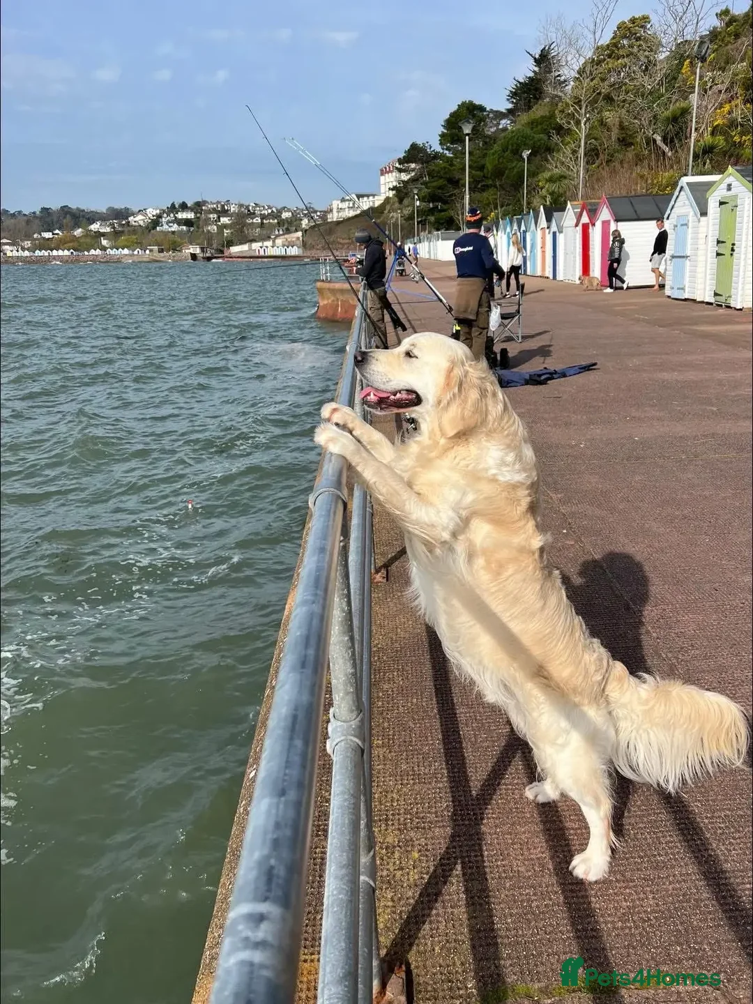 Golden Retriever dogs for stud: Kind, intelligent, fully health tested therapy dog - Advert 40