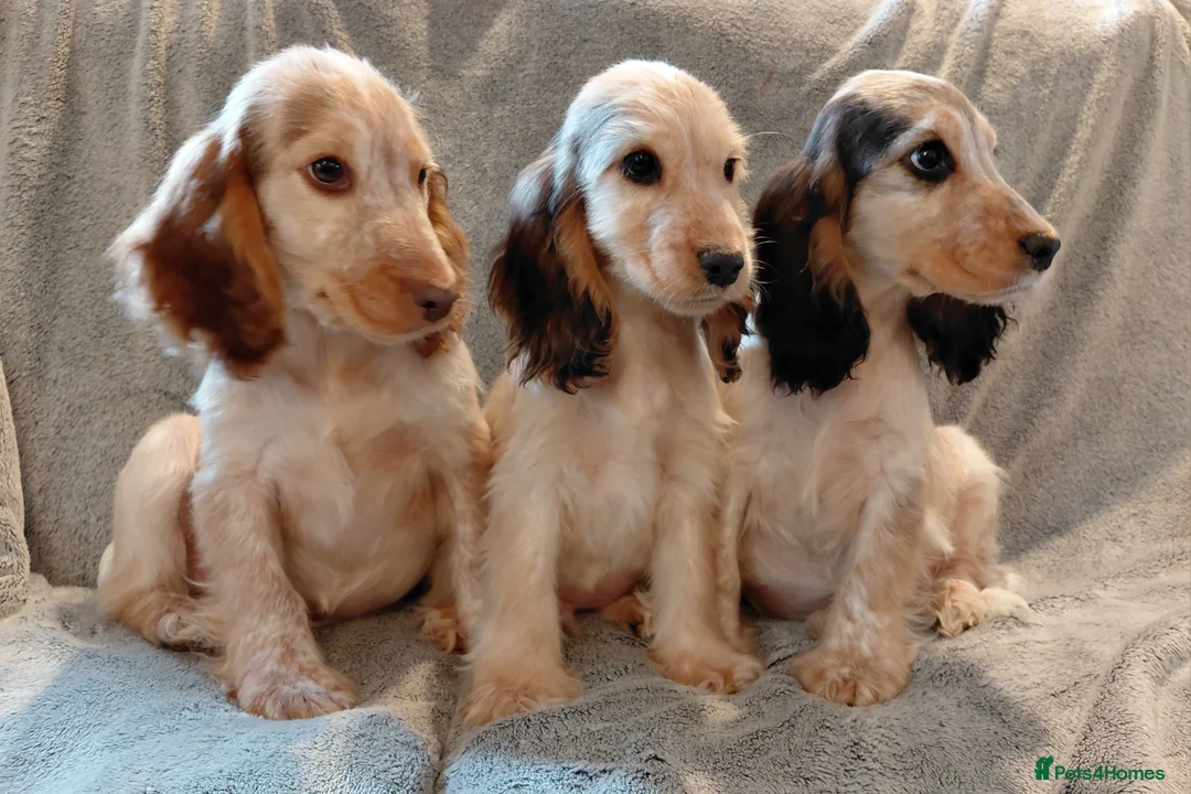 Cocker Spaniel dogs for sale: Beautiful cocker spaniels  - Advert 2