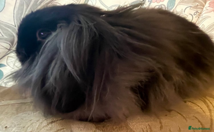 Mini Lion Lop rabbits - Advert 4