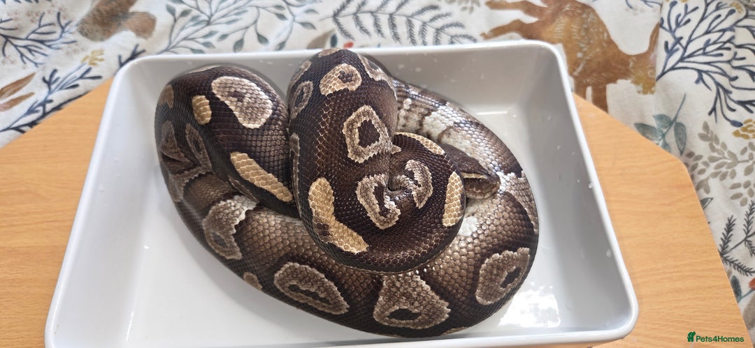 Python Snake reptiles for sale: 3 adult Royal pythons and 4' vivariums  - Image 6
