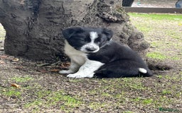 Border Collie dogs for sale: Last gorgeous boy available  - Image 9