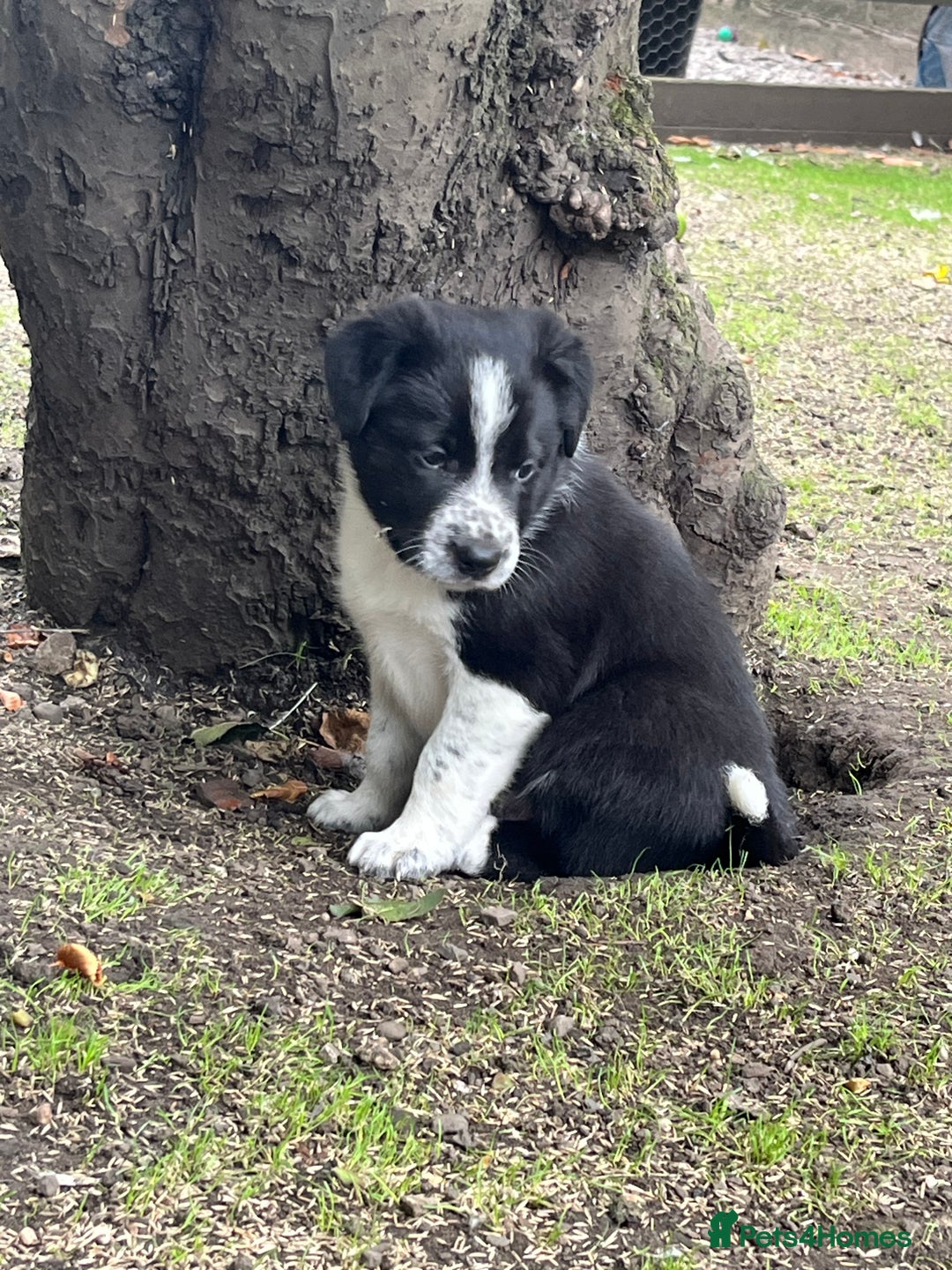 Border Collie dogs for sale: Last gorgeous boy available  - Image 9