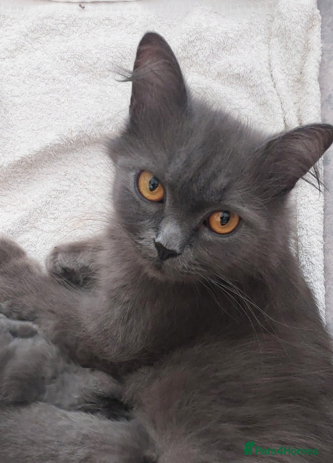 British Shorthair cats for sale: Stunning British Short ready for forever home - Advert 12