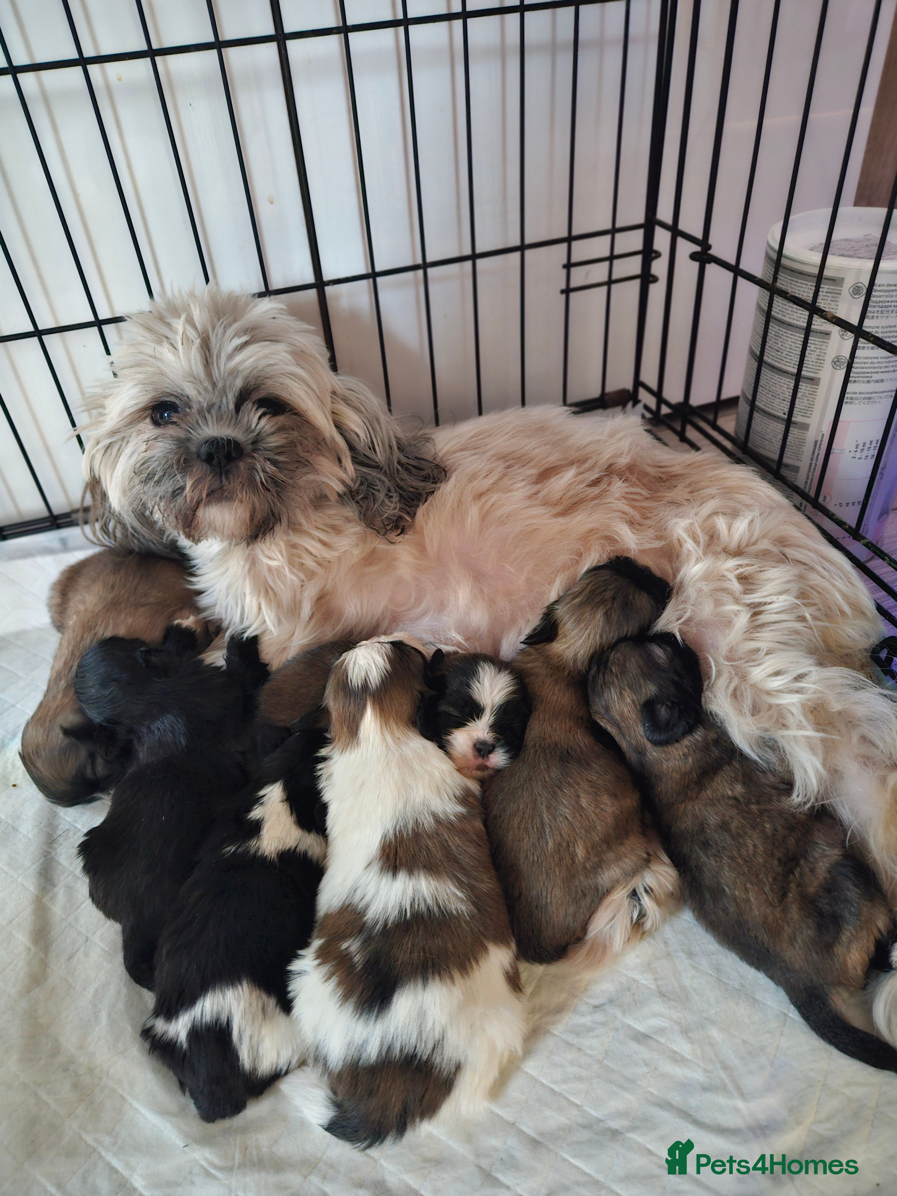 Shih Tzu dogs Only a black girl left - Advert 2