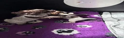 Cocker Spaniel dogs for sale: Bred From Extensively Health Tested Parents - Advert 5