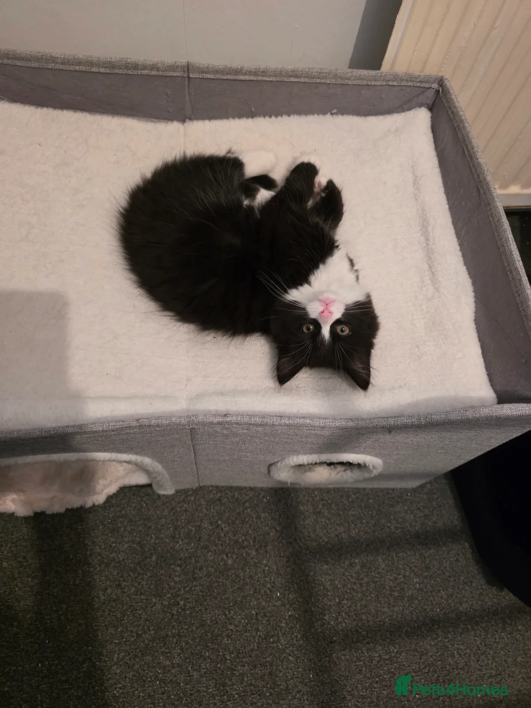 Mixed Breed cats for sale: Bonded sisters looking for forever home - Advert 12