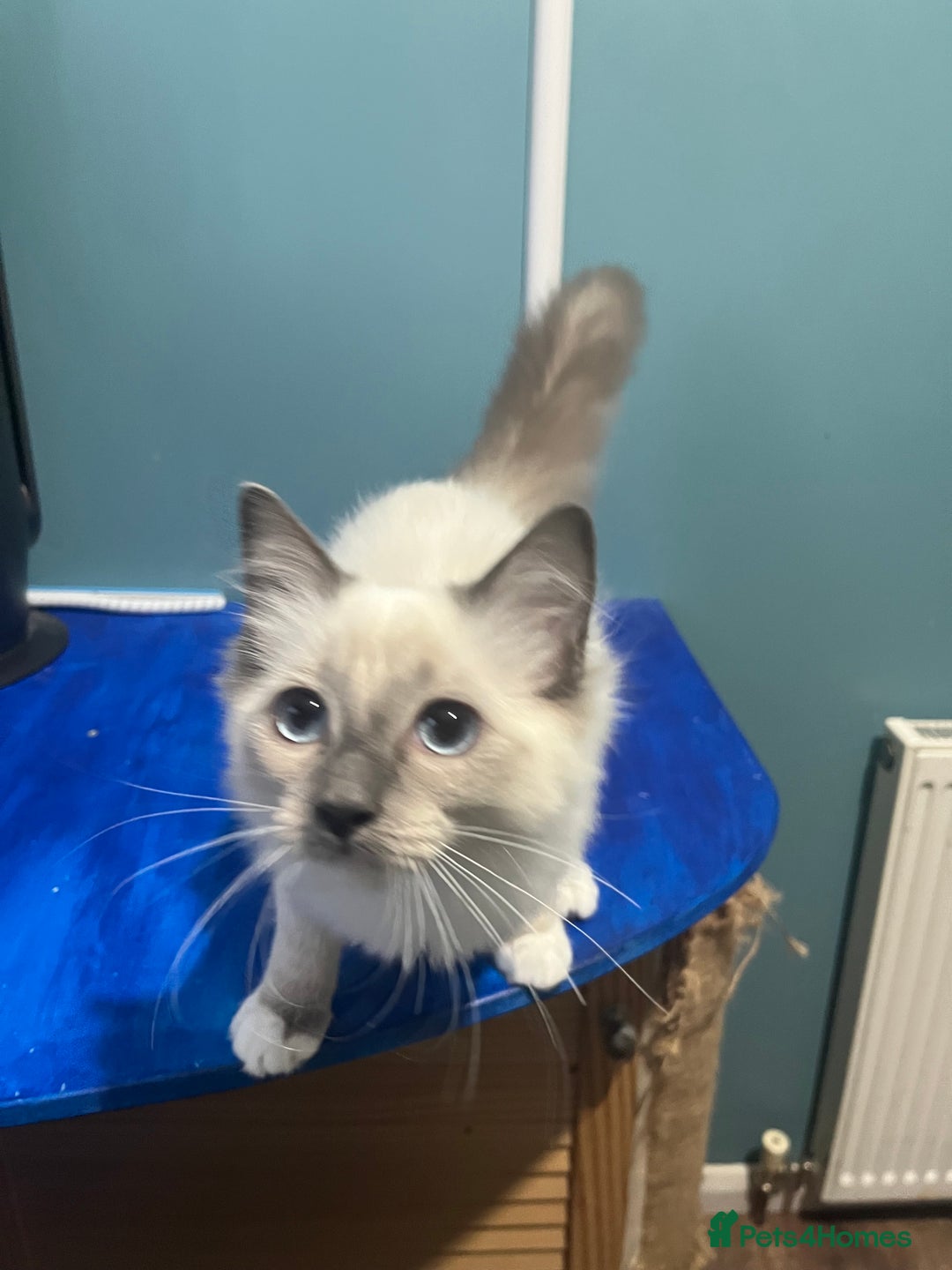 Ragdoll cats for sale: GCCF Ragdoll kittens ready now - Image 21