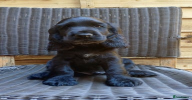 Cocker Spaniel dogs - Advert 16
