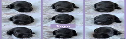 Miniature Schnauzer dogs for sale: BVA/MAC TESTED CLEAR - KC REG 2 BLACK GIRLS - Advert 7