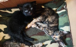 Mixed Breed cats for sale: 4 beautiful Kittens  - Image 2