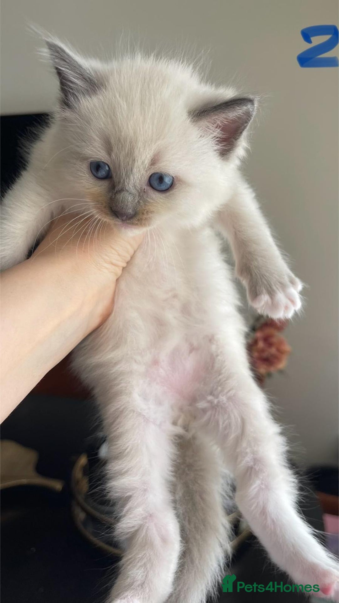 Ragdoll cats for sale: ragdoll kittens - Advert 4