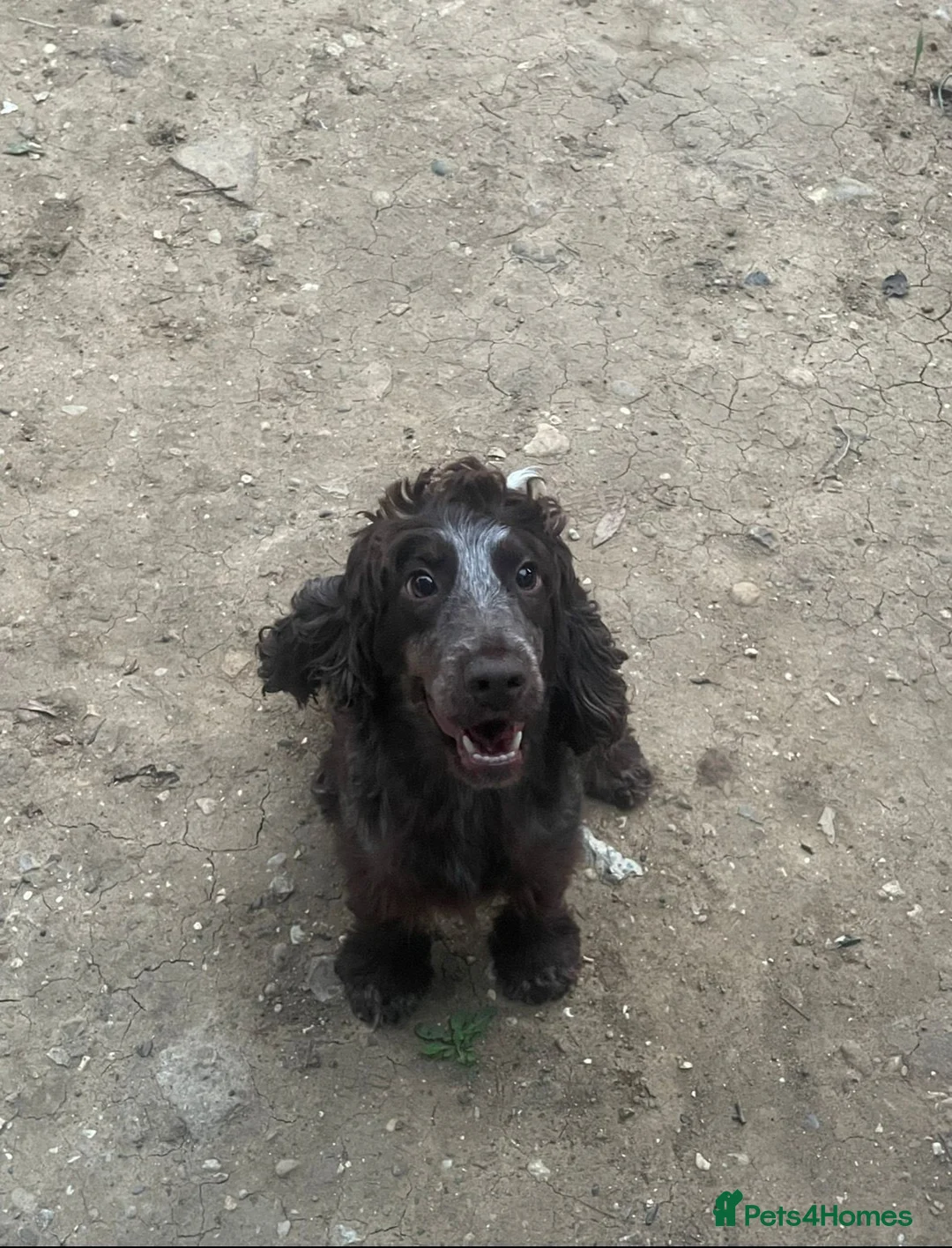 Cockapoo dogs for sale: F1 cockapoos  - Advert 1