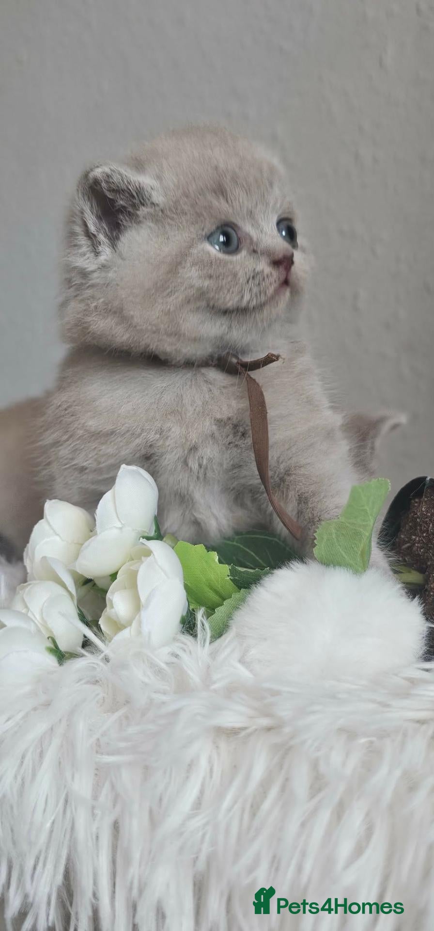British Shorthair cats British Shorthair Male Kittens - Advert 2