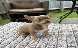 Chihuahua dogs for sale: Applehead Teacup Chihuahua  - Image 4