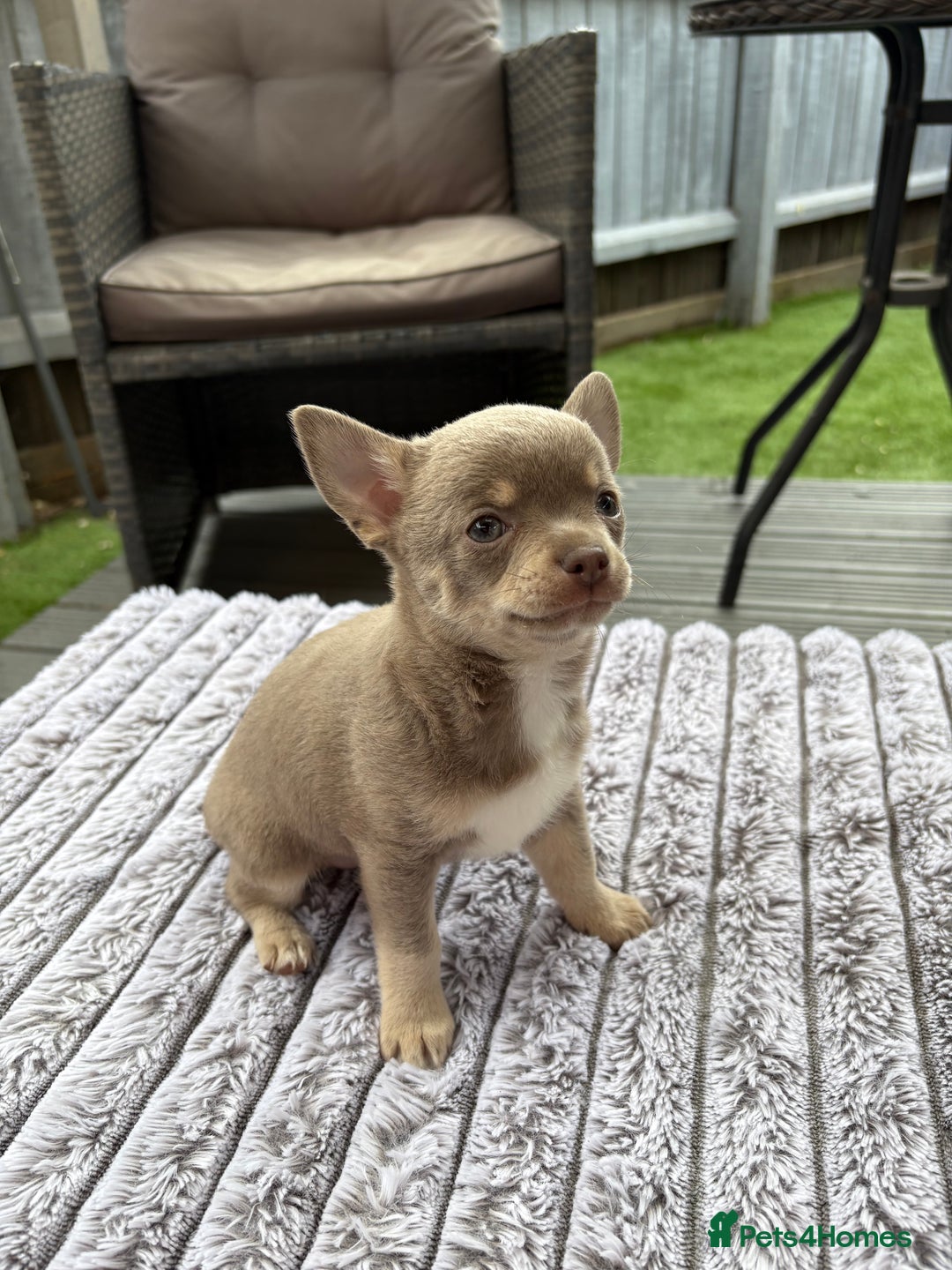 Chihuahua dogs for sale: Applehead Teacup Chihuahua  - Image 4
