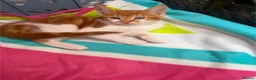 Mixed Breed cats for sale: Beautiful kittens for sale  - Advert 4