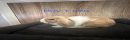 Mini Lop rabbits for sale: Pure Baby Mini Lops For Sale - Advert 5