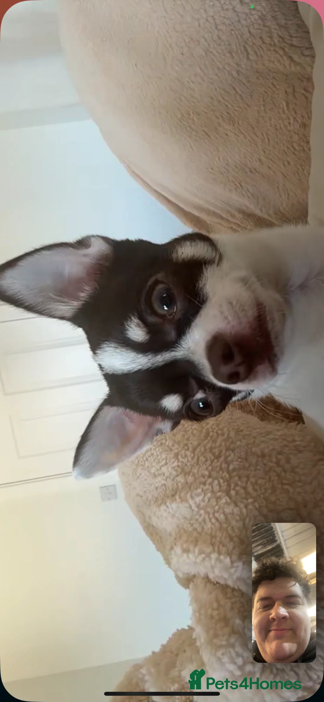 Chihuahua dogs for sale: Benji boy  - Advert 1