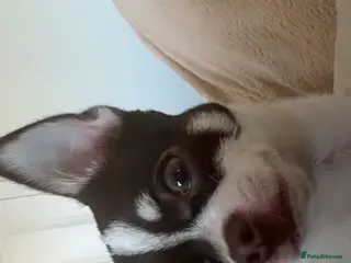 Chihuahua dogs Benji boy - Advert 6