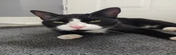 Mixed Breed cats for sale: Two boys aged 3 and 4 need loving homes in Wakefield - Advert 5