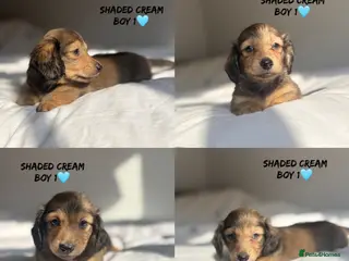 Miniature Dachshund dogs KC CREAM LONG HAIRED MINIATURE DACHSHUNDS🤍 - Advert 15