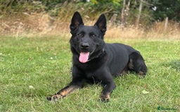 German Shepherd dogs for stud: EXCEPTIONAL BI COLOUR MALE  - Image 5