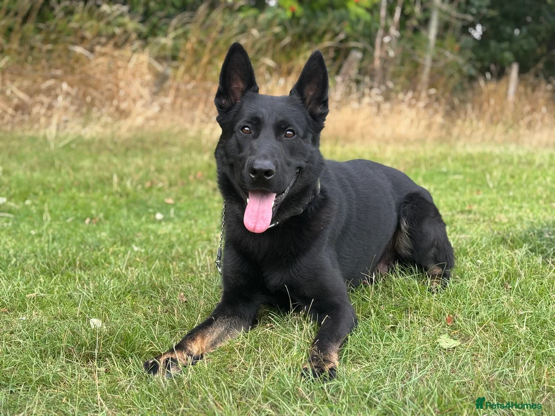 German Shepherd dogs for stud: EXCEPTIONAL BI COLOUR MALE  - Advert 9