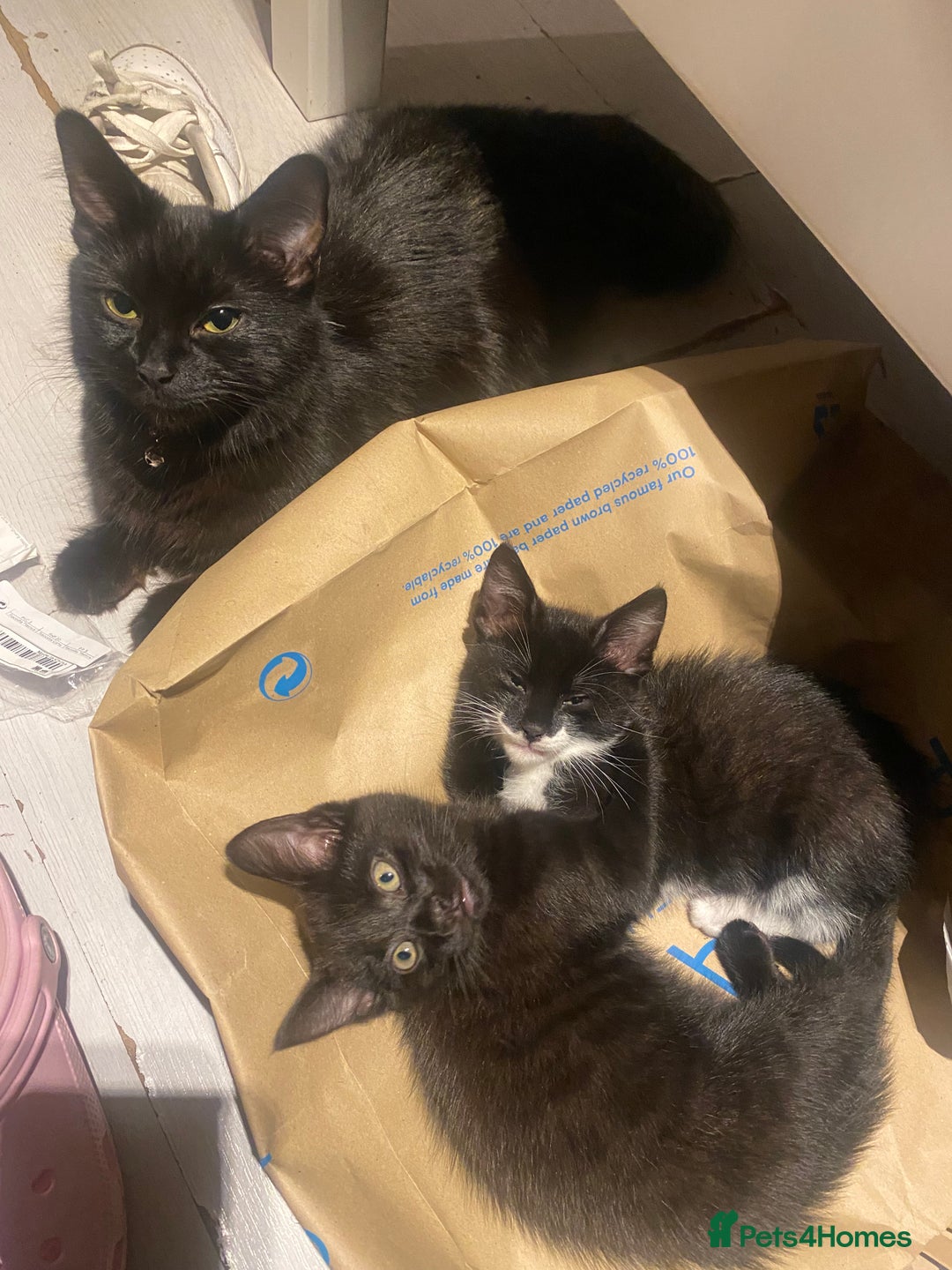 Munchkin cats for sale: 3 kittens for sale - Image 4