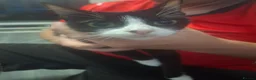 Mixed Breed cats for sale: Beautiful kittens for sale ready for home 17th May - Advert 3