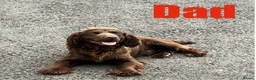 Cockapoo dogs for sale: Stunning F1 cockapoo boys - Advert 4