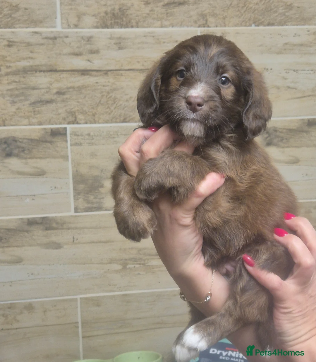 Labradoodle dogs for sale: Beautiful Labradoodle in Corby - Advert 1