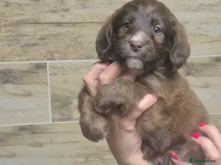 Labradoodle dogs Beautiful Labradoodle - Advert 1