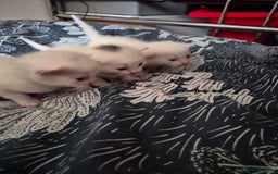 Mixed Breed cats for sale: Kittens for Sale - Image 1