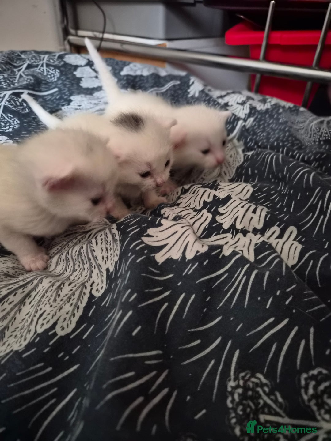 Mixed Breed cats for sale: Kittens for Sale - Image 1