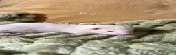 Ferret rodents for sale: Beautiful Baby Ferrets for Sale ❤️ - Advert 4