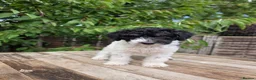 Standard Poodle dogs for sale: Parti Colour Fox Terrier x Standard Poodle Pups - Advert 32