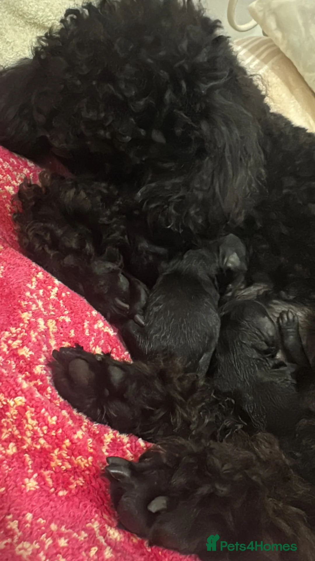 Toy Poodle dogs for sale: KC Reg Toy Pups – Only 2 Boys now Available - Advert 18