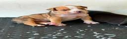 American Bully dogs for sale: OPEN TO OFFERS! ABKC ready now! - Advert 18